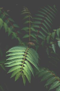 close-up photo of green leaf plant photo