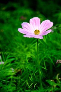 Hangzhou, China, Nature photo