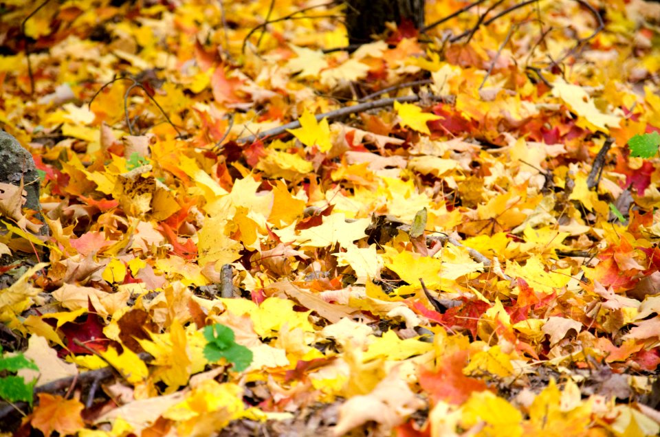 Yellow, Outdoor, Trail