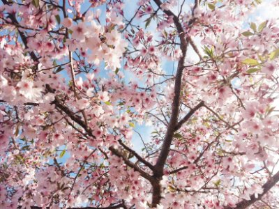 Flowers, Nature, Blooming