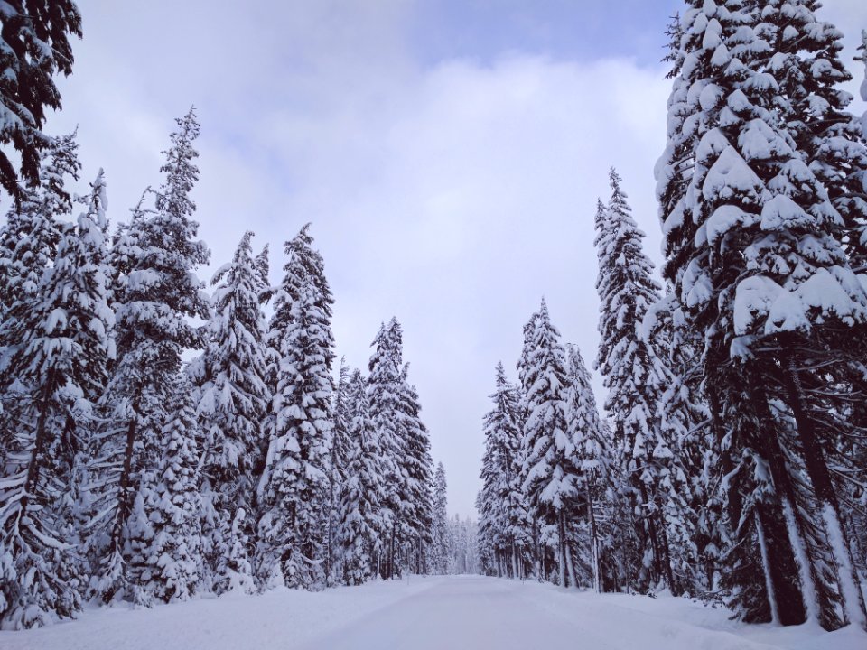 Crater lake, United states, Forest