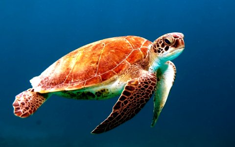 brown turtle swimming underwater photo