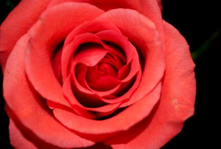 macro photography of pink rose photo