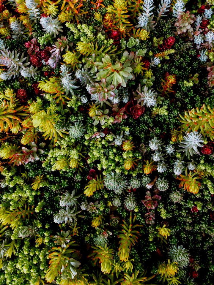 Plants, Succulent