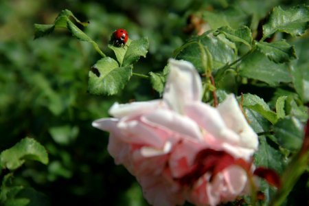 Plant, Ladybug, Rose petal photo