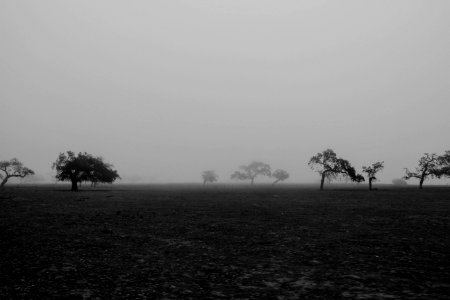 landscape photo of trees under fog background