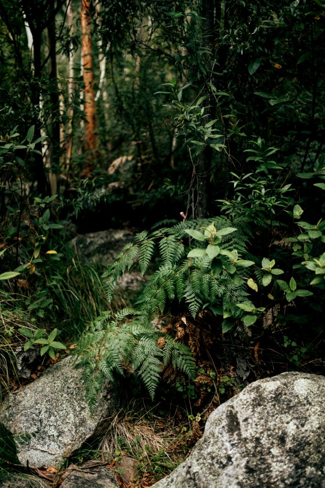 Kodak, Plants, Fern forest