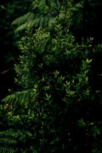 green leafed plant near green leafed plant