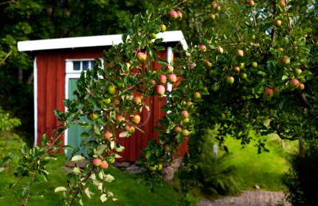 Sweden, Hj rtum, Appletrees