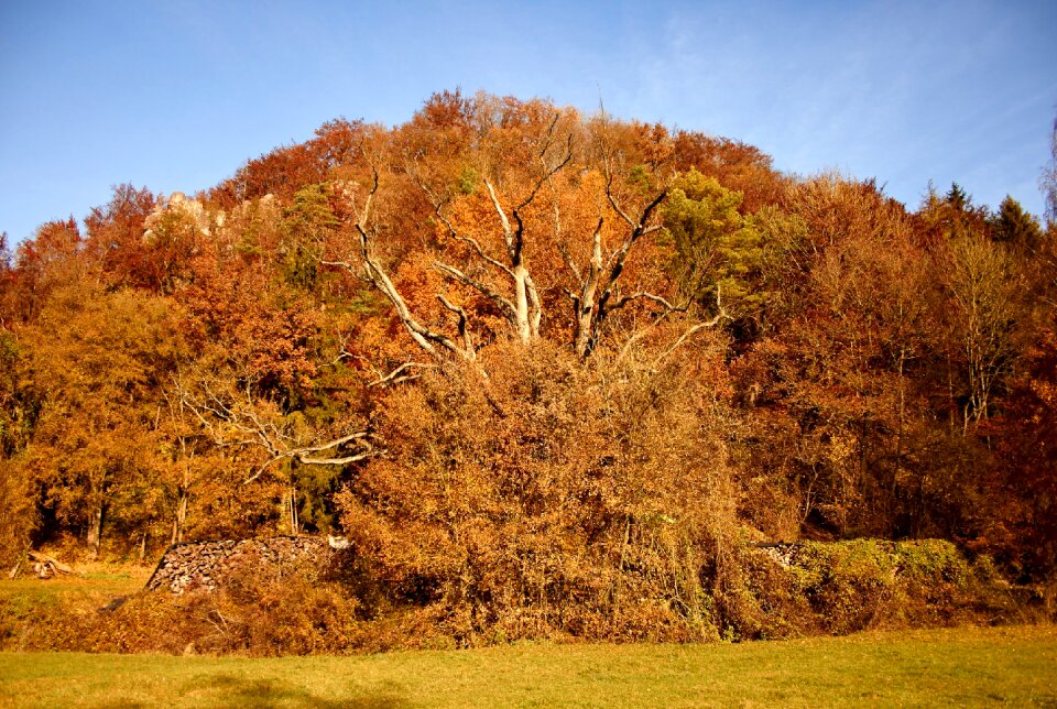 Brown sun trees