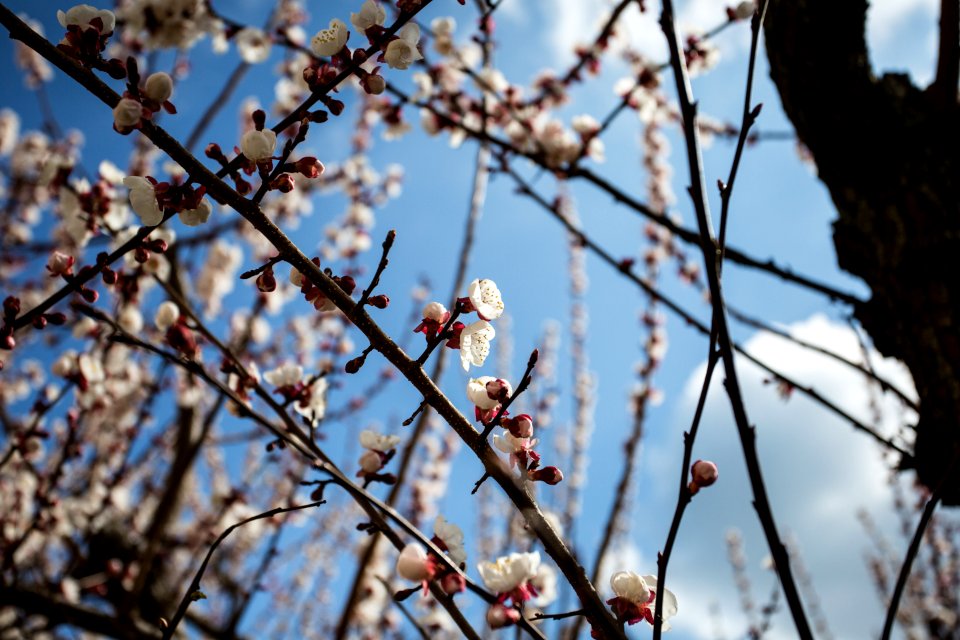 Italy, Blue sky, Spring