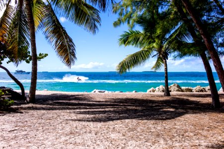 green leaf coconut trees on beach during daytime photo
