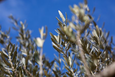Italy, Olivetree, Tree