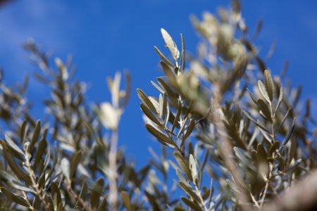 Italy, Olivetree, Tree photo