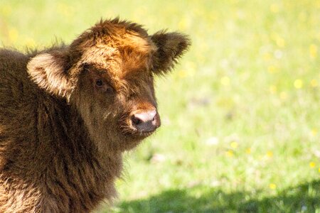 Cattle agriculture rural
