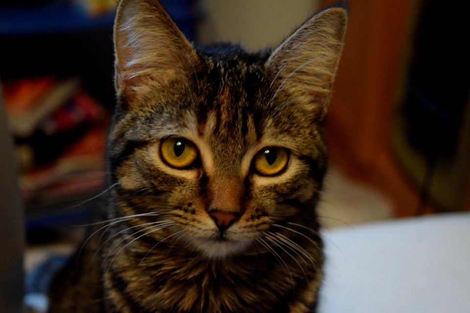 Yellow, Colors, Cat