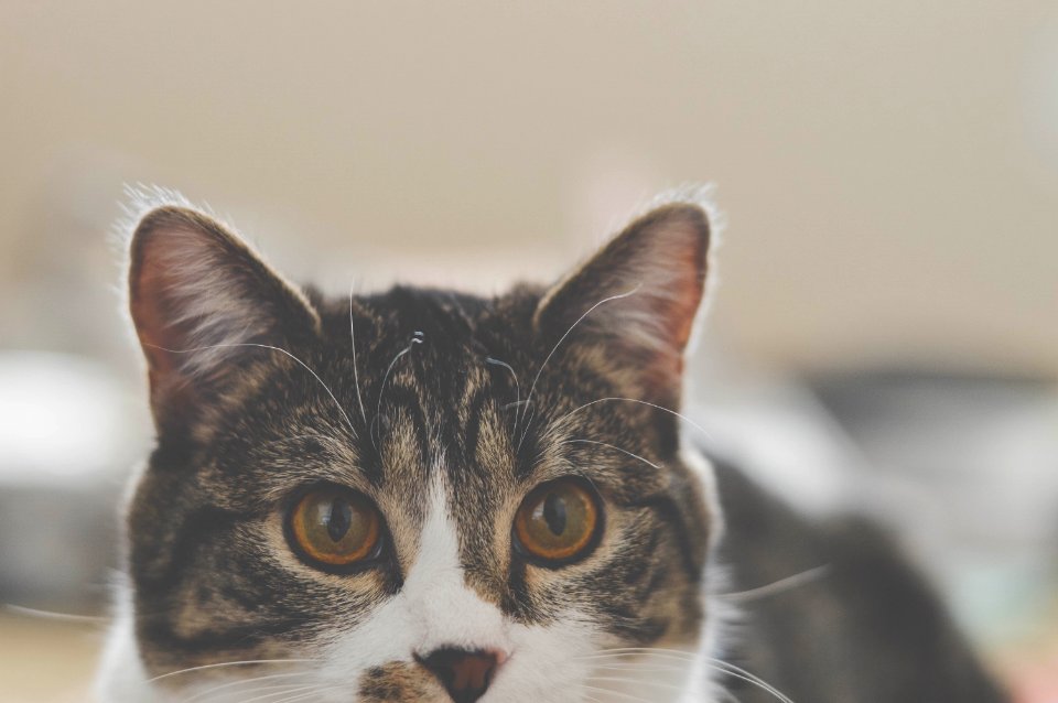 selective focus photography of black cat