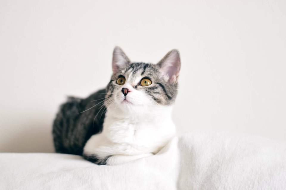 Denver, United states, Cat