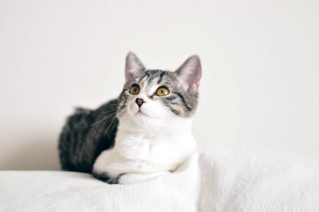 Denver, United states, Cat