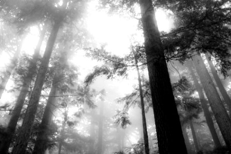 Mount rainier national park, United states, Forest