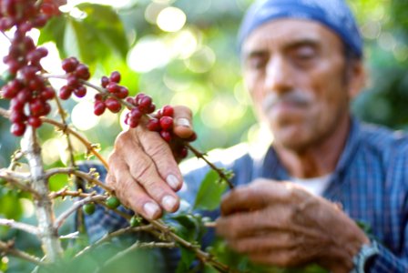 Guatemala, San pedro la laguna, Fruit photo