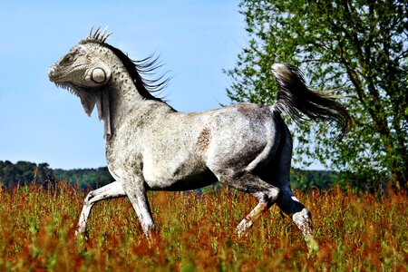 Photoshop photoshop-animal digital art