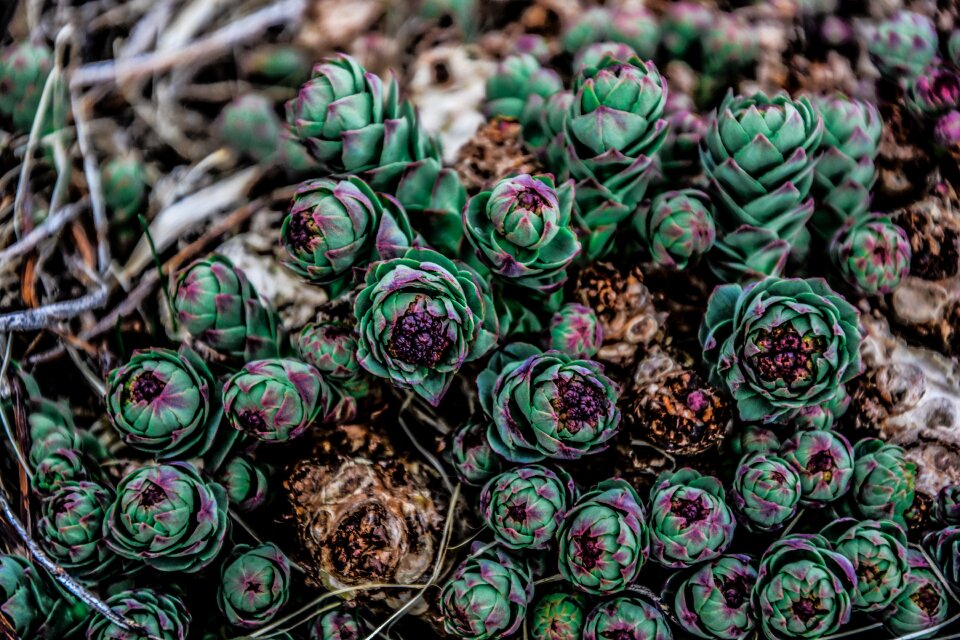 Green cactus nature