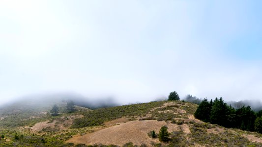 San francisco, United states, Tree