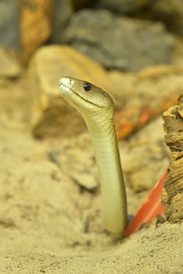 Carnivores elapidae creature