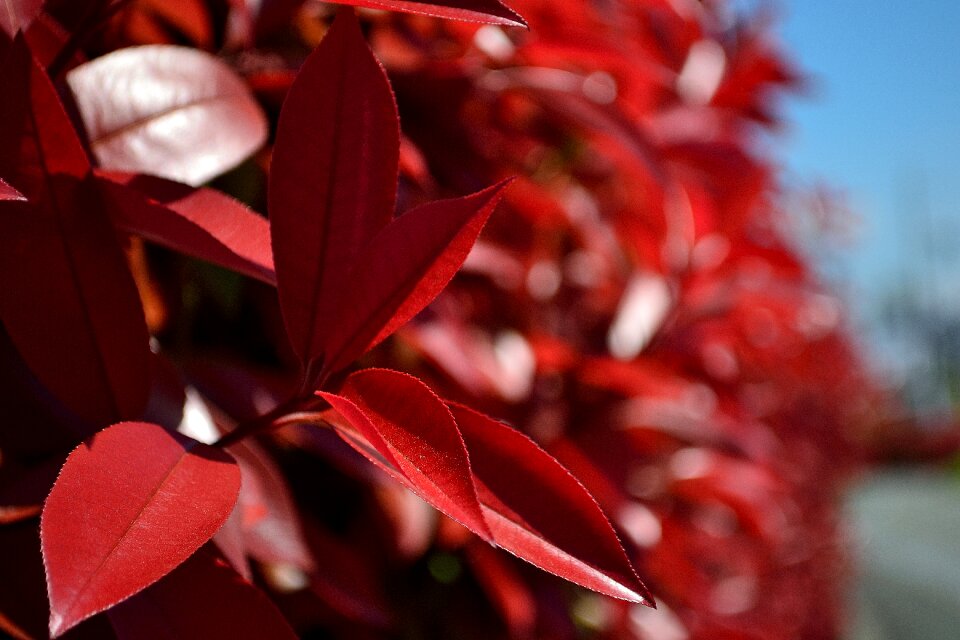 Macro natural leaf