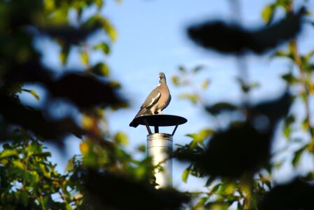 Bird dove pigeon photo