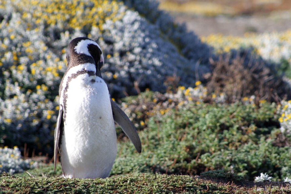 Antarctic penguin magellan tourism