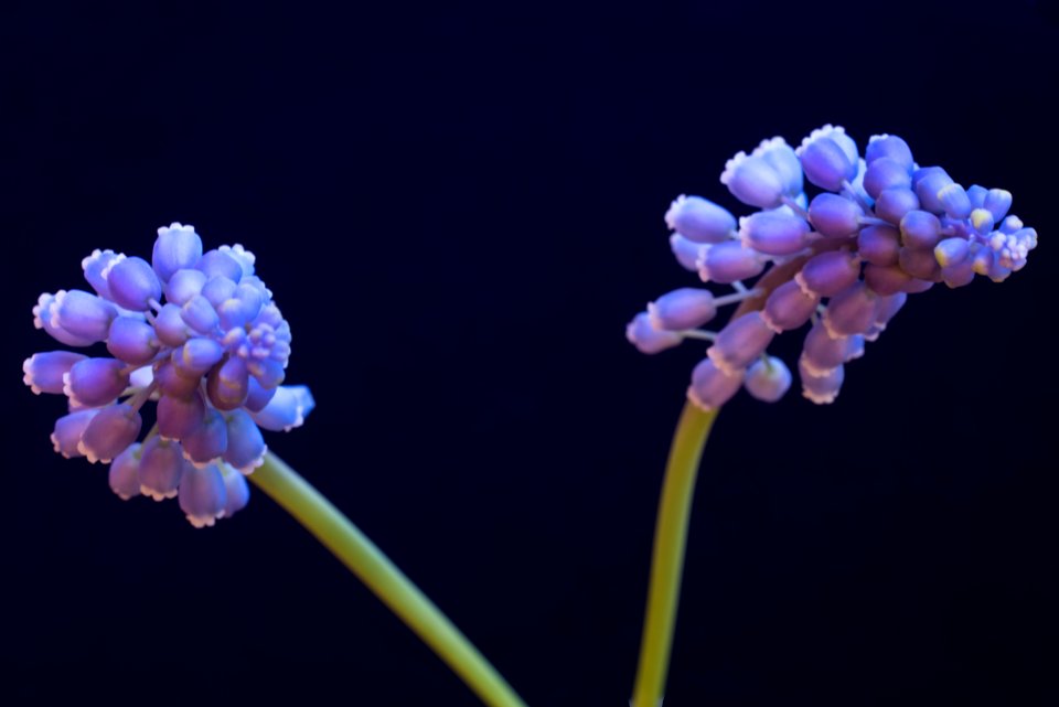 Blue, Flowers, Blue bells