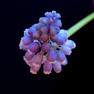 Night shot, Flower, Blue bell