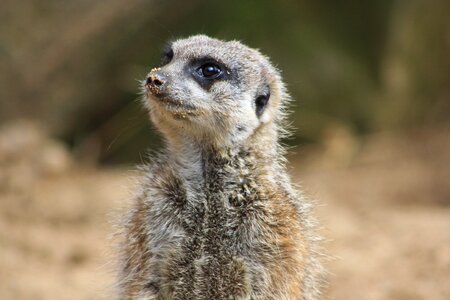 Animal zoo meerkat