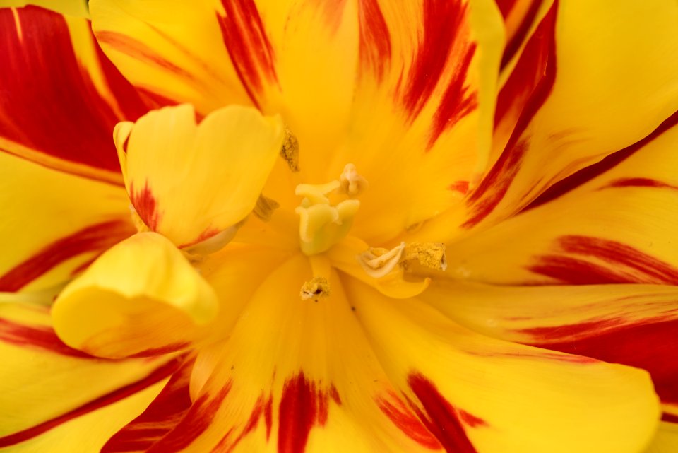 Yellow, Flower, Spring