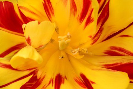 Yellow, Flower, Spring photo
