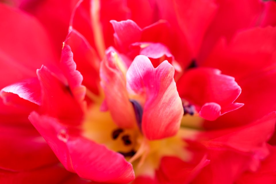 Close shot, Flowers, Spring