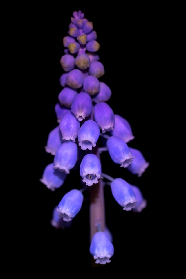 Torch, Light playing, Flower
