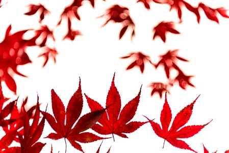 Maple, Red