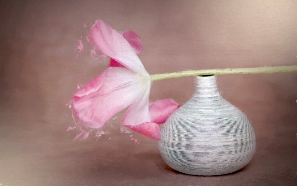 Tulip pink pink flower