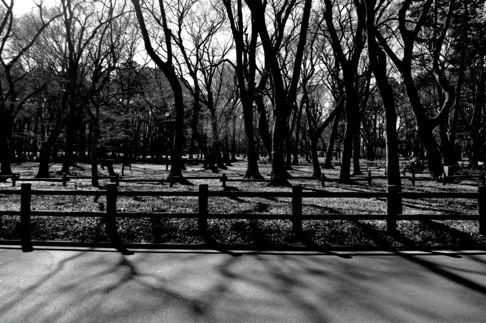 Winter, Park, Grayscale
