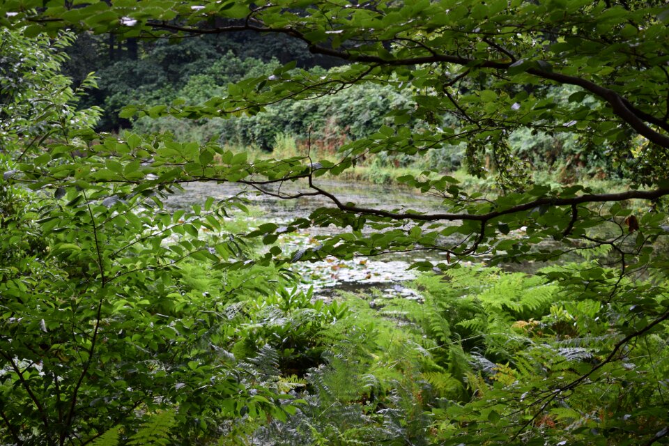 Forest tilburg tree