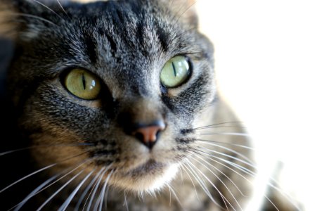 Cat, Macro, Closeup photo