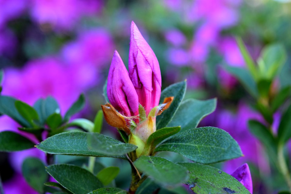 Florida, United states, Shrubs