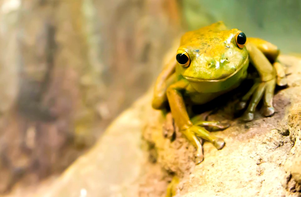selective focus photography of green frog
