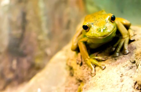 selective focus photography of green frog photo