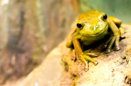 selective focus photography of green frog