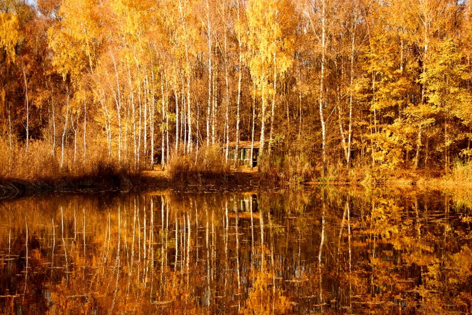 Brown sun trees