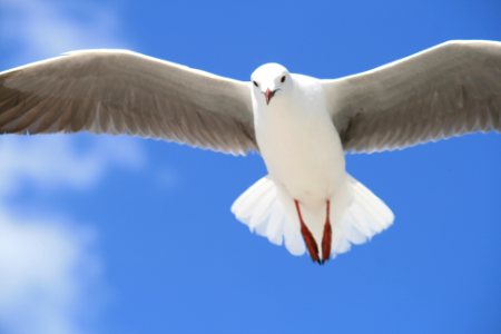 timelapse photo of white bird flying photo